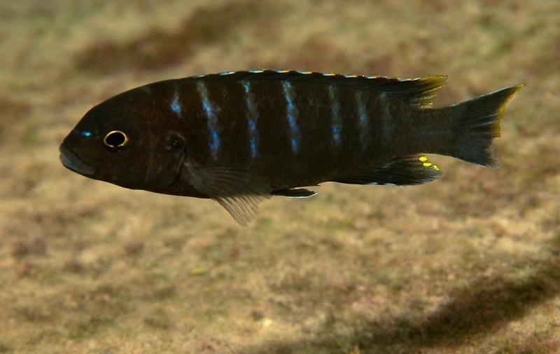 Maylandia sp. 'taiwan masimbwe' Masimbwe Island